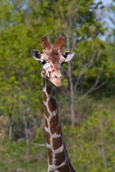 Head and Neck shot of a giraffe.