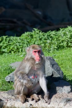 Female Macaque Monkey bathing in the sun.