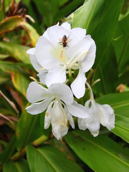 Small bee sitting on a beautiful white flower in El Yunque Rainforest - Puerto Rico.