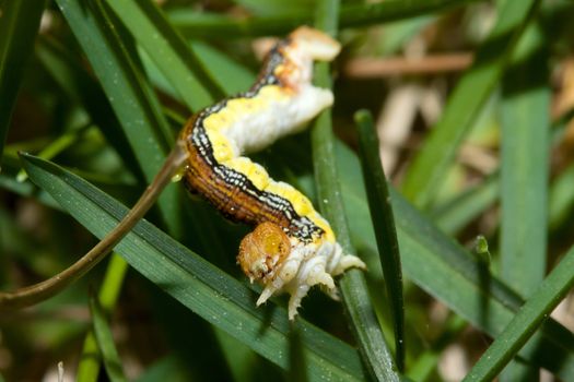 Inch worm making his way through some grass.