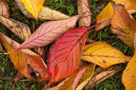 Autumn Colors in Trees, Leaves and Berries