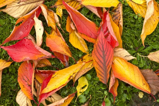 Autumn Colors in Trees, Leaves and Berries