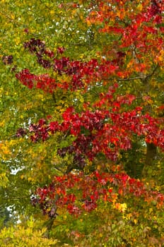 Autumn Colors in Trees, Leaves and Berries