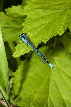 Common Blue Damselfly perched on a plant leaf.
