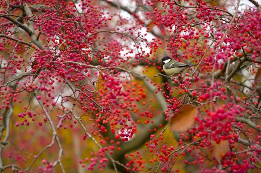 Autumn Colors in Trees, Leaves and Berries with bird
