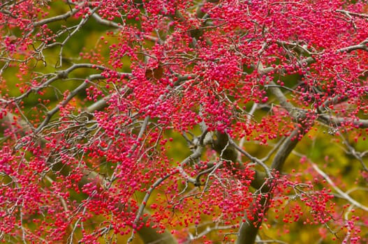 Autumn Colors in Trees, Leaves and Berries