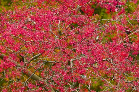 Autumn Colors in Trees, Leaves and Berries
