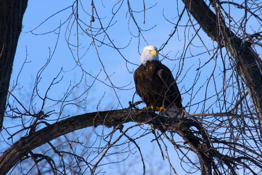 American Bald Eagle perched in a tree.
