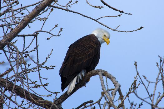 American Bald Eagle perched in a tree.
