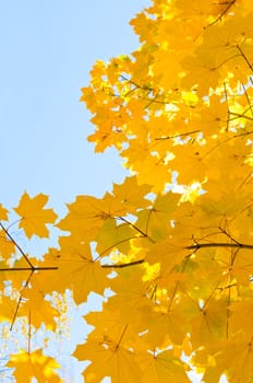 yellow maple leaves are in autumn on the branch