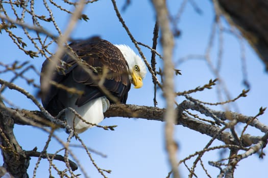 American Bald Eagle perched in a tree.
