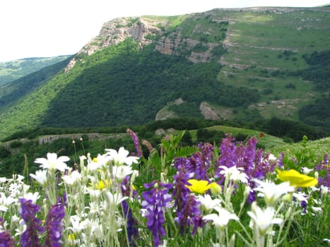 mountain flowers and grasses on the plateau