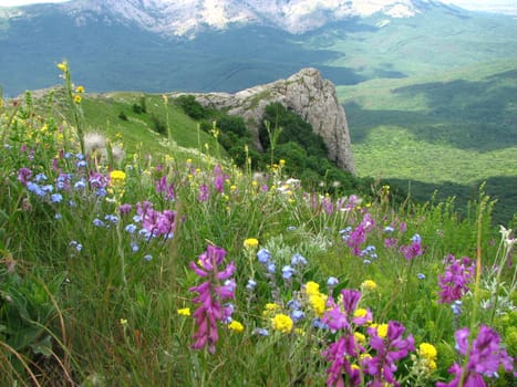 mountain flowers and grasses on the plateau