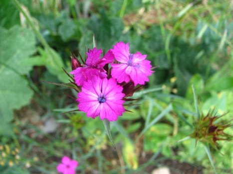 flower blooms on a hillside