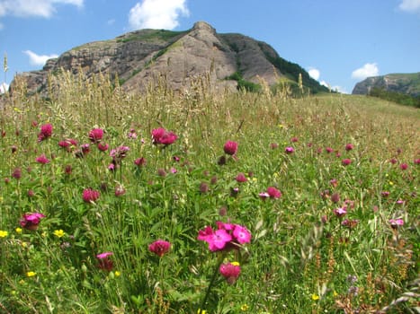 mountain flowers and grasses on the plateau