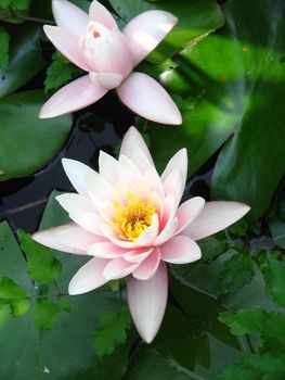 water lily