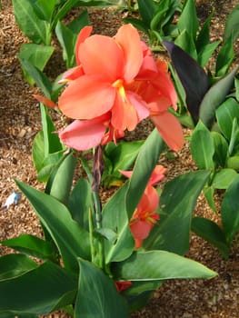 orange flover is growing in the garden