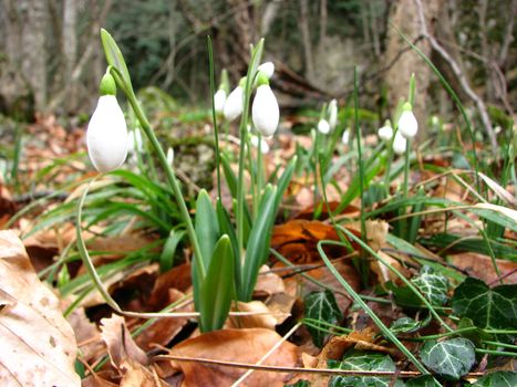 White snowdrops are blooming in a mountain forest
