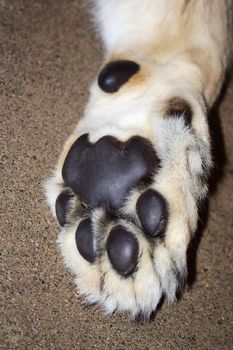 An image of the underside of a lions paw.