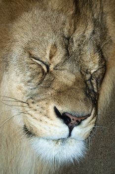 Male Lion resting at our local zoo in Minneapolis.