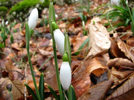 
White snowdrops are blooming in a mountain forest
