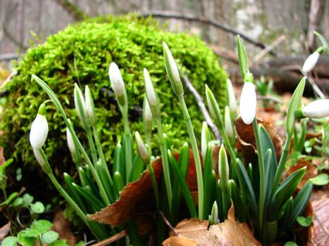 

White snowdrops are blooming in a mountain forest
