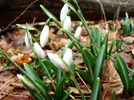 

White snowdrops are blooming in a mountain forest
