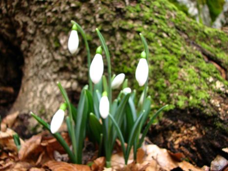 
White snowdrops are blooming in a mountain forest
