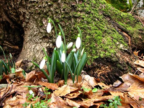 White snowdrops are blooming in a mountain forest