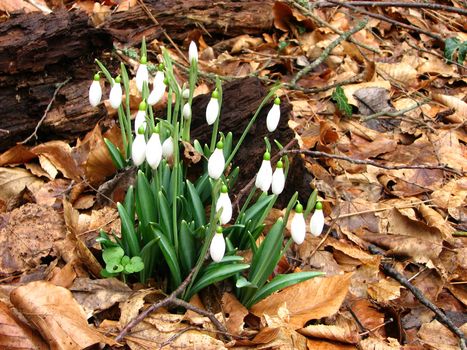 White snowdrops are blooming in a mountain forest
