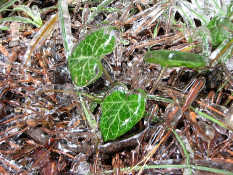 frozen plants and frozen droplets
