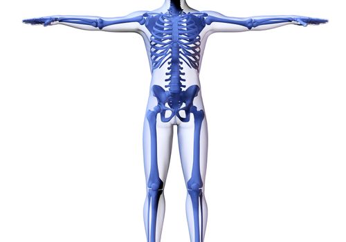 Skeleton of the man. 3D the image of a man's skeleton under a transparent skin