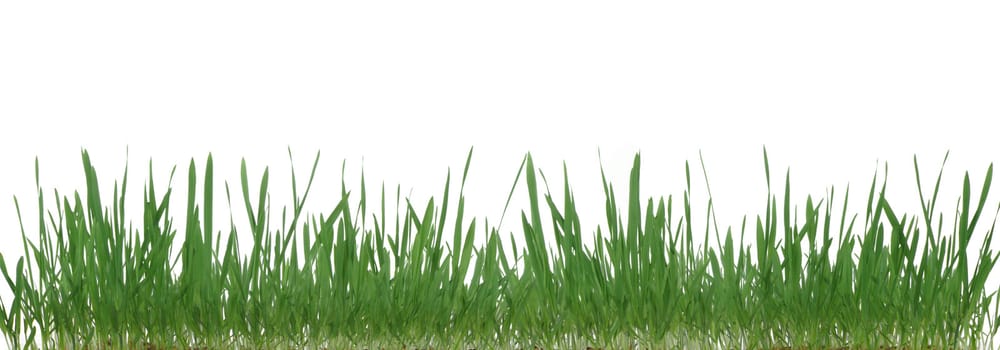 Grass.The dtealnoe image of a plant. It is isolated on a white background