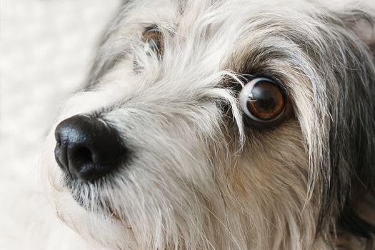 cute dog with kindly eyes