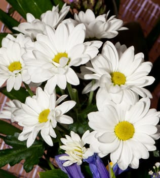Bouquet of white chrysanthemums. Spring flowers