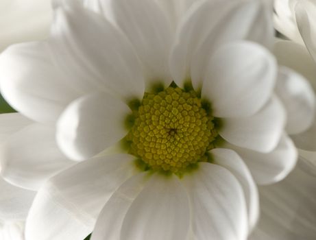 Closeup flower white chrysanthemums. Spring flowers