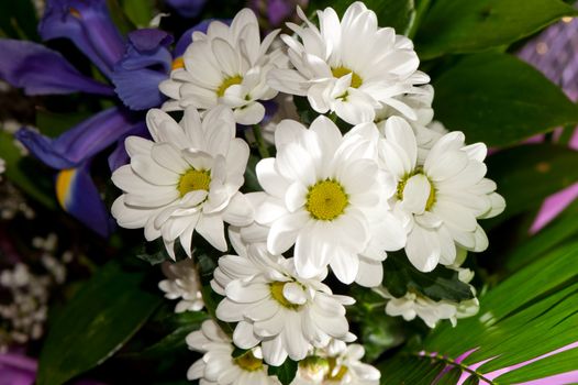 Bouquet of white chrysanthemums. Spring flowers