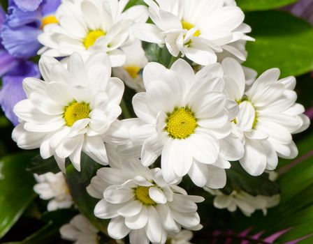 Bouquet of white chrysanthemums. Spring flowers