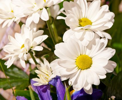 Bouquet of white chrysanthemums. Spring flowers