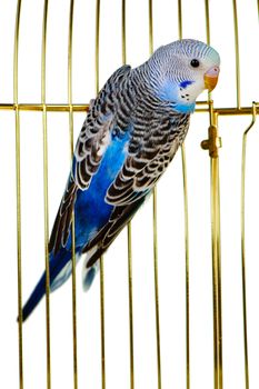 Parrot on a lattice cage. It is isolated on a white background.