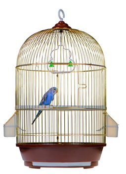 Parrot in cage. It is isolated on a white background.