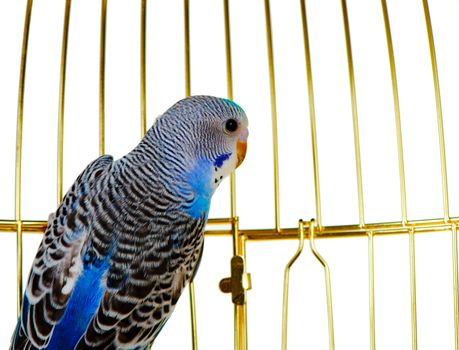 Parrot on a lattice cage. It is isolated on a white background.