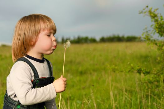 The boy and a dandelion. The small child blowing on a flower of a dandelion