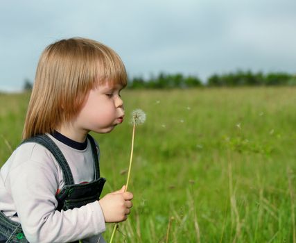 The boy and a dandelion. The small child blowing on a flower of a dandelion