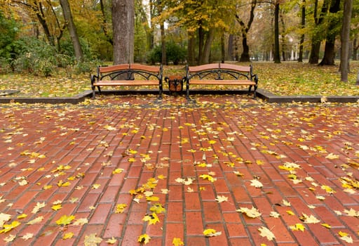 Autumn park. Rainy weather. The Lvov park