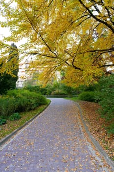 alleyway with paved road to autumn park. The Lvov park