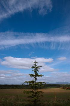 a lone conifer tree against a cloudy scenic background