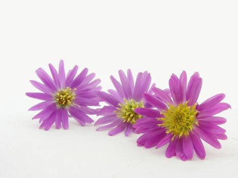 Pink flowers isolated over white, concept of beauty.