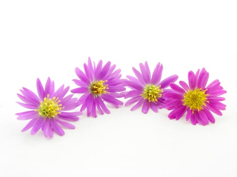 Pink flowers isolated over white, concept of beauty.