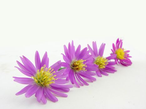 Pink flowers isolated over white, concept of beauty.